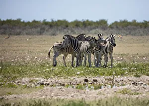 Elephants herd, Etosha National Park, Namibia