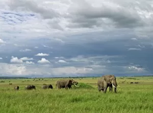 African Elephants Gallery: Elephants in Masai Mara Game Reserve