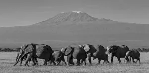 Elephants and Mount Kilimanjaro, Amboseli, Kenya, black and white