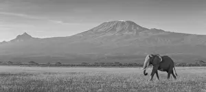 Elephants and Mount Kilimanjaro, Amboseli, Kenya, black and white