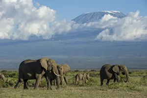 Images Dated 11th July 2017: Elephants and Mount Kilimanjaro, Amboseli, Kenya