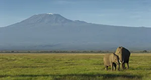Images Dated 11th July 2017: Elephants and Mount Kilimanjaro, Amboseli, Kenya
