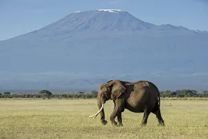 Images Dated 11th July 2017: Elephants and Mount Kilimanjaro, Amboseli, Kenya