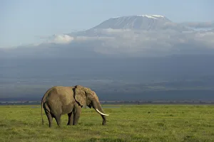 Images Dated 11th July 2017: Elephants and Mount Kilimanjaro, Amboseli, Kenya