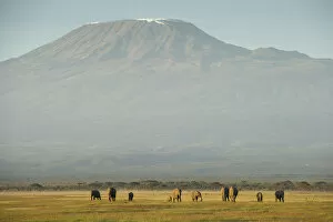Images Dated 11th July 2017: Elephants and Mount Kilimanjaro, Amboseli, Kenya