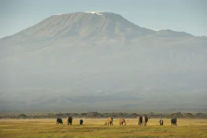 Images Dated 11th July 2017: Elephants and Mount Kilimanjaro, Amboseli, Kenya