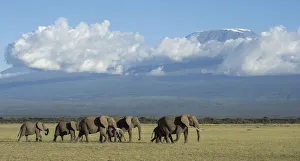 Images Dated 11th July 2017: Elephants and Mount Kilimanjaro, Amboseli, Kenya