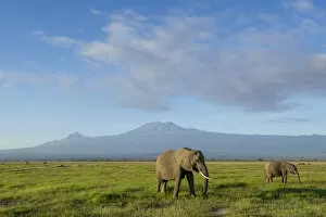 Images Dated 11th July 2017: Elephants and Mount Kilimanjaro, Amboseli, Kenya