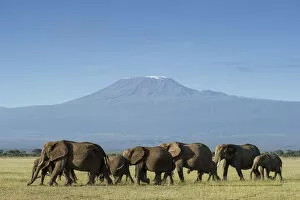 African Wildlife Gallery: Elephants and Mount Kilimanjaro, Amboseli, Kenya