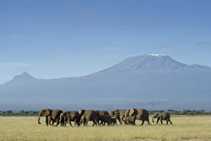 Images Dated 11th July 2017: Elephants and Mount Kilimanjaro, Amboseli, Kenya
