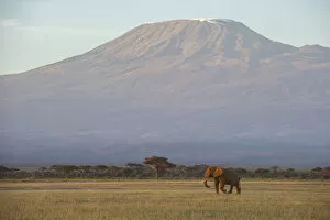 Images Dated 11th July 2017: Elephants and Mount Kilimanjaro at dawn, Amboseli, Kenya