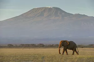 Grassland Collection: Elephants and Mount Kilimanjaro at dawn, Amboseli, Kenya