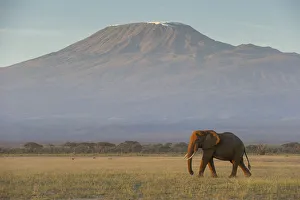 Images Dated 11th July 2017: Elephants and Mount Kilimanjaro at dawn, Amboseli, Kenya