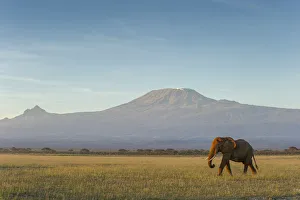 Images Dated 11th July 2017: Elephants and Mount Kilimanjaro at dawn, Amboseli, Kenya