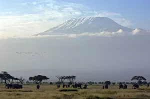 Images Dated 2nd August 2013: Elephants in front of Mount Kilimanjaro, Kenya