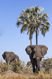 Images Dated 17th June 2020: Elephants, Okavango Delta, Botswana, Okavango Delta, Botswana