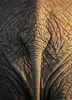 Elephants Prints: Elephant's rear end showing tail and wrinkled skin