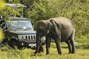 Elephants in Uda Walawe National Park, Uva Province, Sri Lanka, Asia