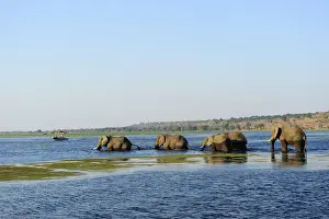 Elephants walking through Chobe River, Chobe National Park, near the town of Kasane