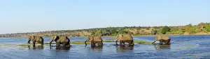 Elephants walking through Chobe River, Chobe National Park, near the town of Kasane