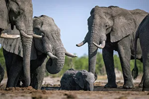 Elephants at the waterhole, Okavango Delta, Botswana