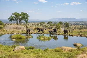Wild Animal Gallery: Elephants at a watering hole, Four Seasons Safari Lodge, Serengeti