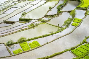 Images Dated 9th May 2019: Elevated view of flooded rice terraces during early spring planting season, Batad
