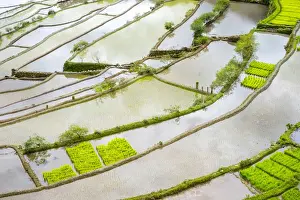 View From Above Prints: Elevated view of flooded rice terraces during early spring planting season, Batad
