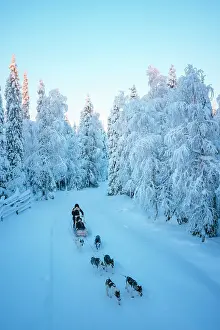 Ruka Prints: Elevated view of a woman riding sled dogs in a forest covered with snow near Ruka in finnish Lapland