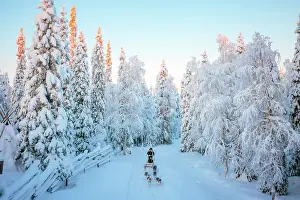 Cold Prints: Elevated view of a woman riding sled dogs in a forest covered with snow near Ruka in finnish Lapland