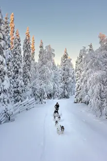 Ruka Prints: Elevated view of a woman riding sled dogs in a forest covered with snow near Ruka in finnish Lapland