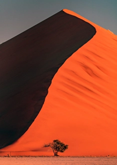 Namibia Prints: Elim Dune with camel thorn tree at base