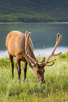 Elk or Cervus canadensis, Jasper National Park, Alberta, Canada