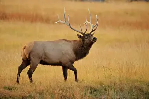 Q3 2024 Prints: Elk (Cervus elaphus) 6 Point bull/stag in Madison River during rutting season