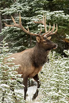 Intimate Image Prints: Elk (Cervus elaphus) in the autumn rut, Banff National Park, Alberta, Canada