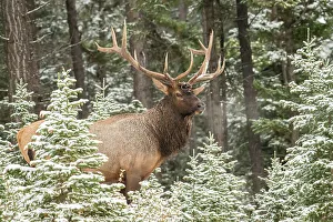 Intimate Image Prints: Elk (Cervus elaphus) in the autumn rut, Banff National Park, Alberta, Canada