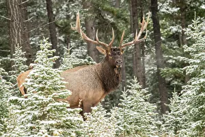 Intimate Image Prints: Elk (Cervus elaphus) in the autumn rut, Banff National Park, Alberta, Canada