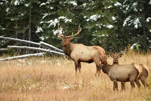 Cows Prints: Elk (Cervus elaphus) Bull with harem of females in mountain meadow