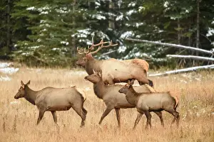 Cows Prints: Elk (Cervus elaphus) Bull with harem of females in mountain meadow