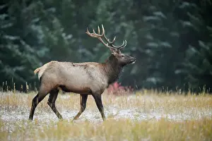Intimate Image Prints: Elk (Cervus elaphus) Bull in rut, Banff National Park, Alberta, Canada