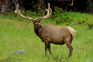 Q3 2024 Prints: Elk (Cervus elaphus) Bull/stag, Yellowstone NP, Wyoming, USA
