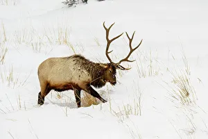 Elk (Cervus elaphus) Bull in winter habitat, Yellowstone National Park, Wyoming, USA