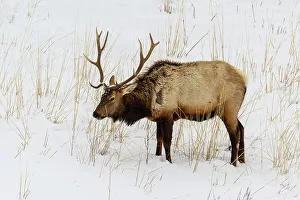 Winter Ranges Prints: Elk (Cervus elaphus) Bull in winter habitat, Yellowstone National Park, Wyoming, USA