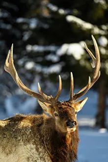Winter Ranges Prints: Elk (Cervus elaphus) Bull in winter habitat, Yellowstone National Park, Wyoming, USA