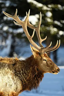 Elk (Cervus elaphus) Bull in winter habitat, Yellowstone National Park, Wyoming, USA