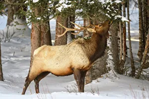 Winter Ranges Prints: Elk (Cervus elaphus) Bull in winter habitat, Yellowstone National Park, Wyoming, USA