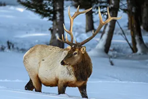 Alpine Environment Prints: Elk (Cervus elaphus) Bull in winter habitat, Yellowstone National Park, Wyoming, USA
