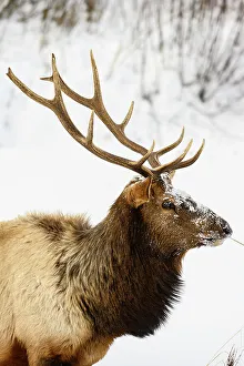 Alpine Environment Prints: Elk (Cervus elaphus) Bull in winter habitat, Yellowstone National Park, Wyoming, USA