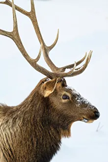 Wyoming Prints: Elk (Cervus elaphus) Bull in winter habitat, Yellowstone National Park, Wyoming, USA