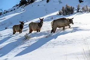 Females Prints: Elk (Cervus elaphus) Three cows, Yellowstone National Park, Wyoming, USA